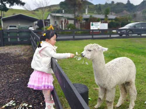 Alpacas